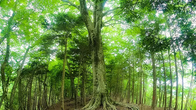 新緑の木々