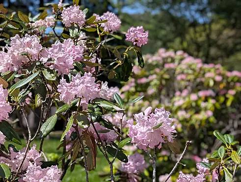 シャクナゲの花