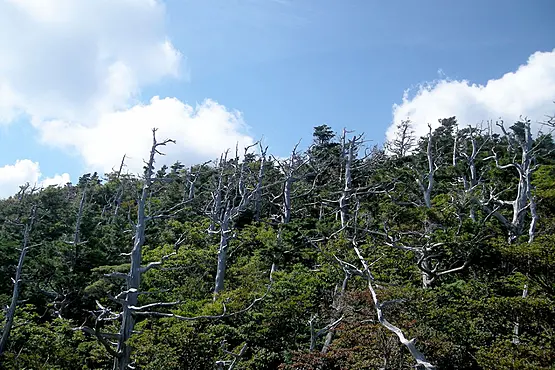 ヒノキの白骨林
