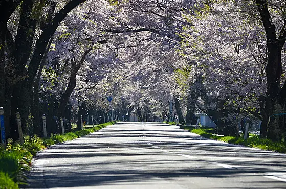 桜の回廊