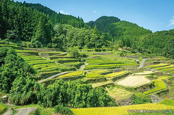 つづら棚田