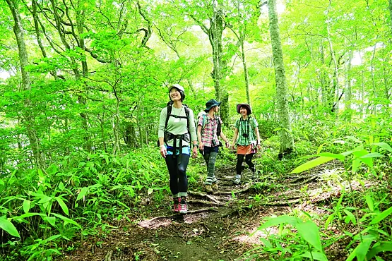 比婆山のブナ純林