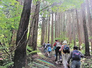 木々の中を登山する人々